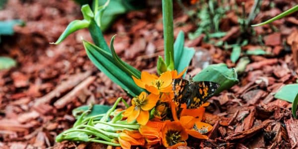 Butterfly Garden at Downtown Summerlin