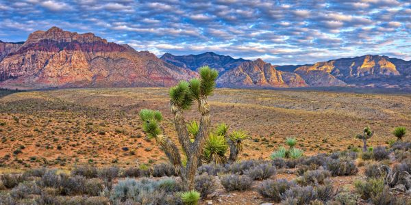 Desert Landscape in Summerlin